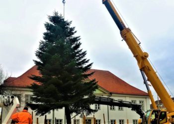 Ratzeburgs Weihnachtsbaum ist da