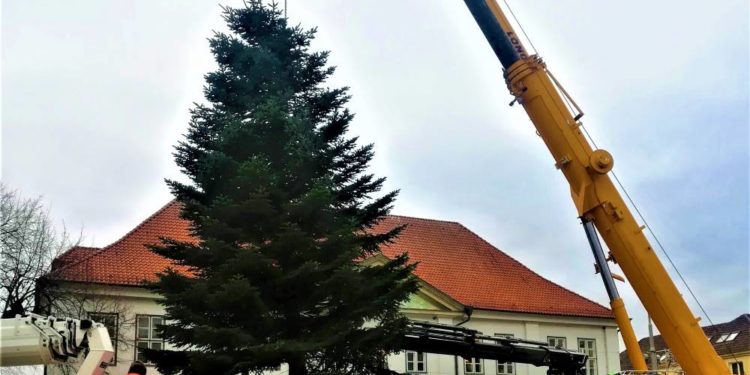 Ratzeburgs Weihnachtsbaum ist da