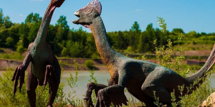 Fossilien und Bernsteine – ein Blick in die Dinosaurierzeit