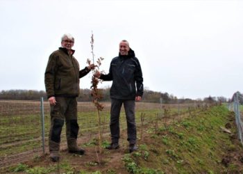 Ein neuer Knick für Sirksfelde