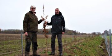 Ein neuer Knick für Sirksfelde