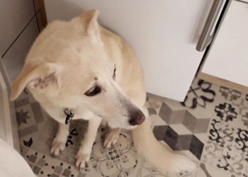 Panische Angst vor Feuerwerk und Böllern?