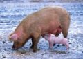 Mitgliederversammlung der Schweinegilde Steinhorst