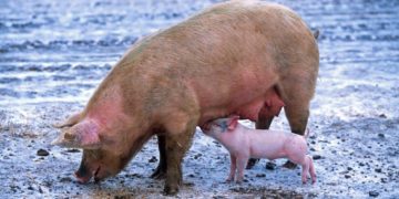 Mitgliederversammlung der Schweinegilde Steinhorst
