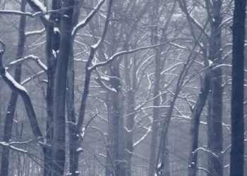 Eschen und Ulmen sind abgestorben