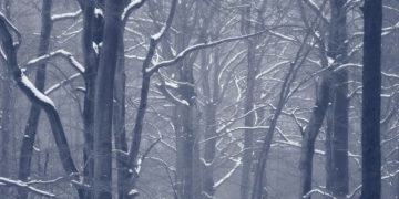 Eschen und Ulmen sind abgestorben