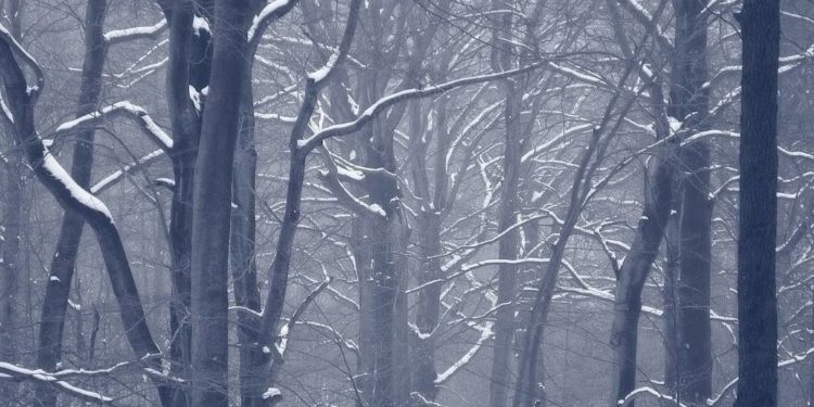 Eschen und Ulmen sind abgestorben