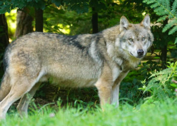 Foto von Pixabay: https://www.pexels.com/de-de/foto/brauner-wolf-der-auf-grunem-gras-steht-162256/