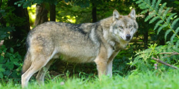 Foto von Pixabay: https://www.pexels.com/de-de/foto/brauner-wolf-der-auf-grunem-gras-steht-162256/