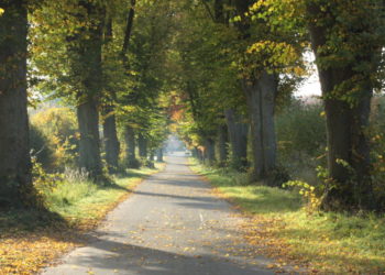 Salem: Bürgerbegehren gegen Neubaugebiet am Dorotheenhofer Weg gestartet
