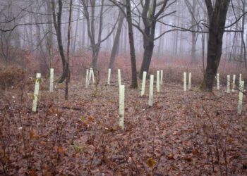Wuchshüllen schützen Neuanpflanzungen