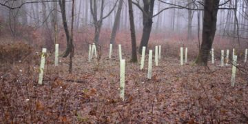 Wuchshüllen schützen Neuanpflanzungen