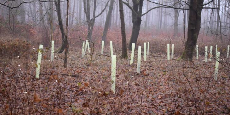 Wuchshüllen schützen Neuanpflanzungen
