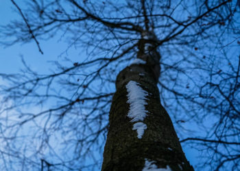 6.000 Euro für Baumnachpflanzung?