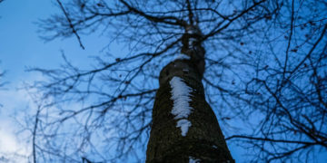 6.000 Euro für Baumnachpflanzung?