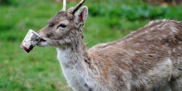 Möllner Bürgerinnen und Bürger reinigen ihre Stadt