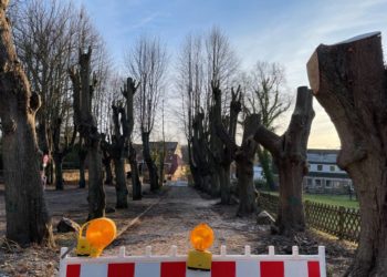 Baumpflegearbeiten an historischen Lindenallee