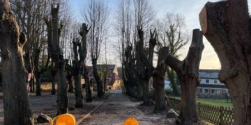 Baumpflegearbeiten an historischen Lindenallee