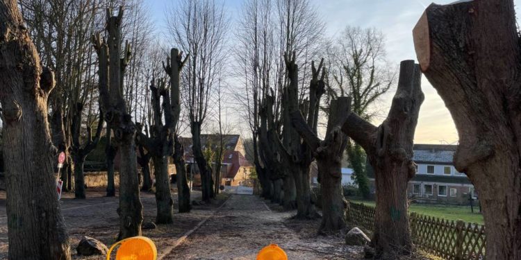 Baumpflegearbeiten an historischen Lindenallee