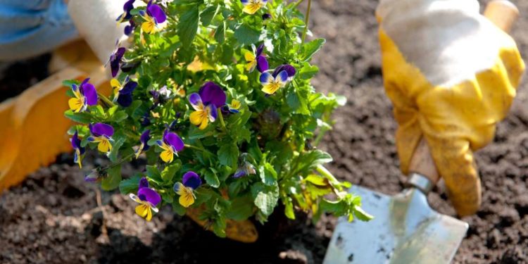 Start der Gartensaison im Herzogtum Lauenburg