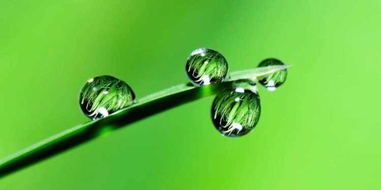 Kommunalwahlen 2023 – Grünes Team für Börnsen steht