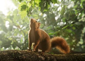 „Die Eiche – Mein Zuhause“- Dokumentarfilm im Kino