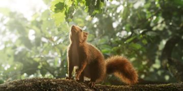 „Die Eiche – Mein Zuhause“- Dokumentarfilm im Kino