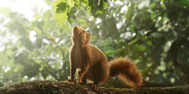 „Die Eiche – Mein Zuhause“- Dokumentarfilm im Kino