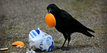 „Unser sauberes Schleswig-Holstein“ – viele Gemeinden gehen an den Start