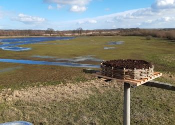 Mehr Wasser und ein Storchennest