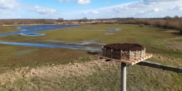 Mehr Wasser und ein Storchennest