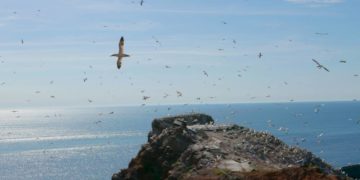 Dokumentation im Kino „Vogelperspektiven“