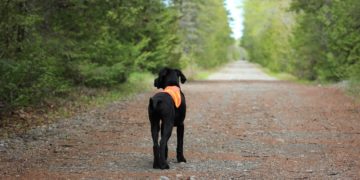 Wie GPS-Tracker den Alltag erleichtern