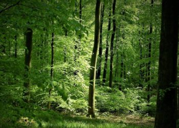 Ideen für den Natur- und Umweltschutz gesucht