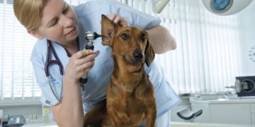 Experten-Chat zum Thema „Berufe mit Tieren“