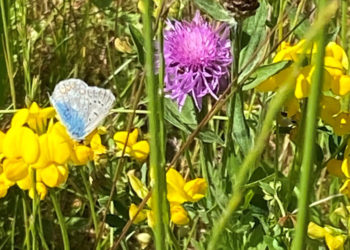 Artenvielfalt im eigenen Garten