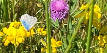 Artenvielfalt im eigenen Garten