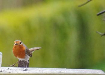 Schnappschuss aus der Tierwelt „Foto der Woche“