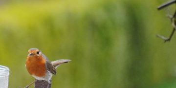 Schnappschuss aus der Tierwelt „Foto der Woche“