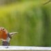 Schnappschuss aus der Tierwelt „Foto der Woche“