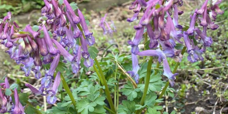 „Der Frühling wird erst mit frühen Blüten richtig schön“