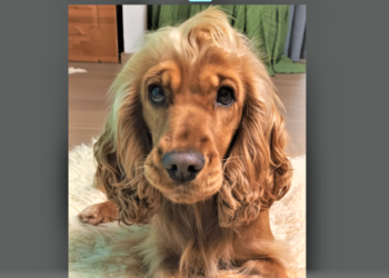 Familienzentrum jetzt mit tierischer Fachkraft