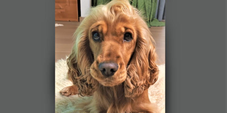 Familienzentrum jetzt mit tierischer Fachkraft