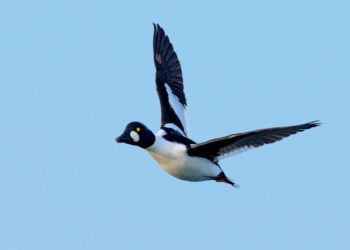 Eine Ente, die klingeln kann