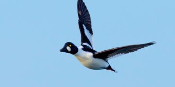 Eine Ente, die klingeln kann