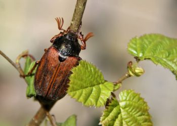 Maikäfer flieg  –  „Foto der Woche“