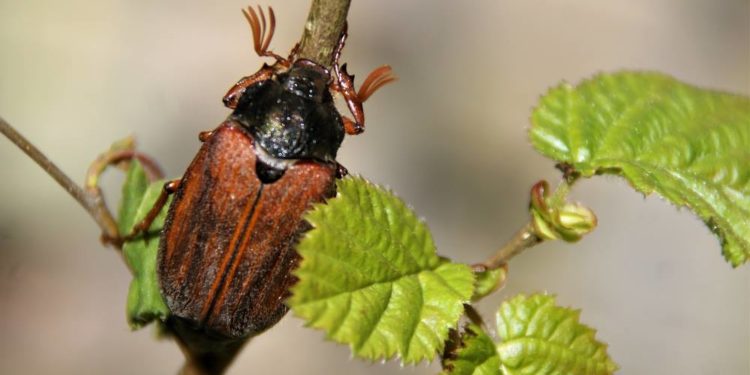 Maikäfer flieg  –  „Foto der Woche“