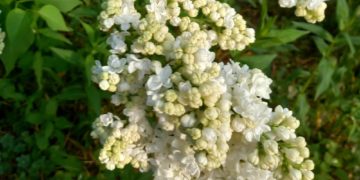 Wenn der weiße Flieder wieder blüht…