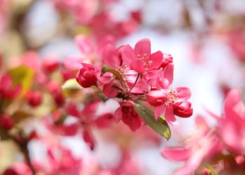 Plattdeutsch: Ein Frühlingsgedicht von Rilke