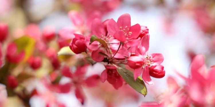 Plattdeutsch: Ein Frühlingsgedicht von Rilke